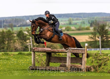 Warmblood checo, Caballo castrado, 7 años, 166 cm, Castaño