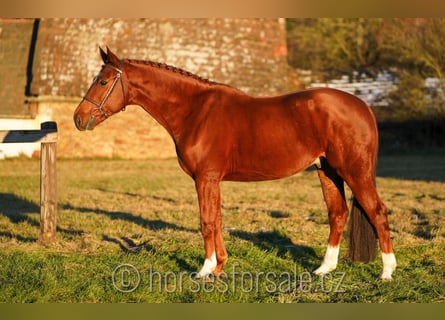 Warmblood checo, Caballo castrado, 7 años, 167 cm, Alazán