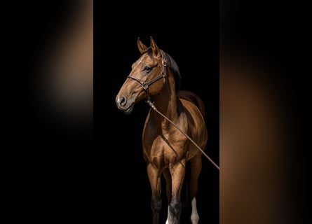 Warmblood checo, Caballo castrado, 7 años, 170 cm, Castaño