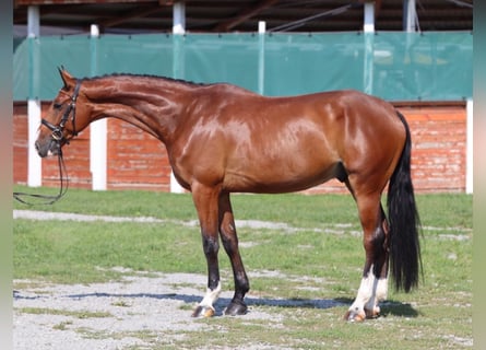 Warmblood checo, Caballo castrado, 7 años, 170 cm, Castaño rojizo