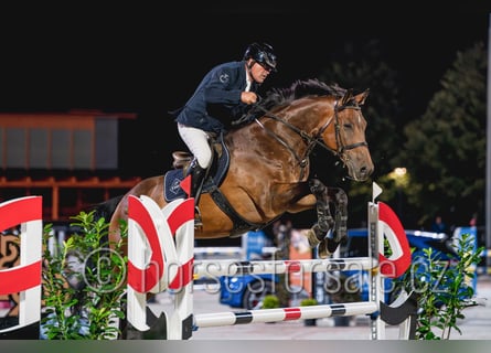 Warmblood checo, Caballo castrado, 8 años, 172 cm, Castaño