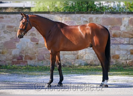 Warmblood checo, Caballo castrado, 8 años, 175 cm, Castaño