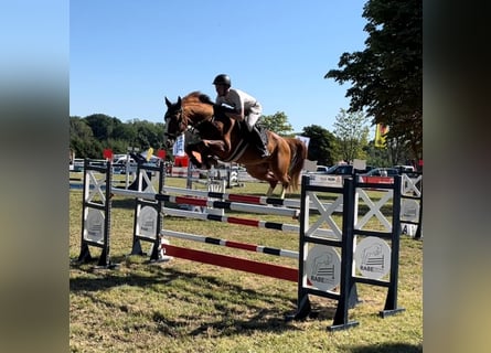 Warmblood checo, Caballo castrado, 9 años, 167 cm, Alazán