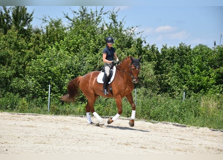 Warmblood checo, Caballo castrado, 9 años, 175 cm, Alazán