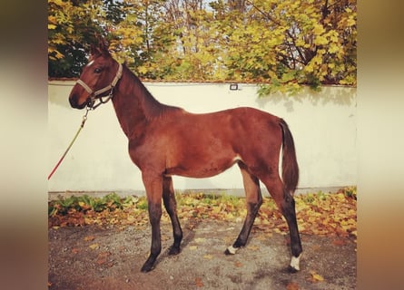 Warmblood checo, Semental, 1 año, Castaño