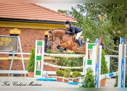 Warmblood checo, Yegua, 12 años, 165 cm, Castaño rojizo
