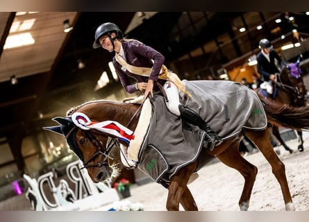 Warmblood checo, Yegua, 13 años, 172 cm, Alazán