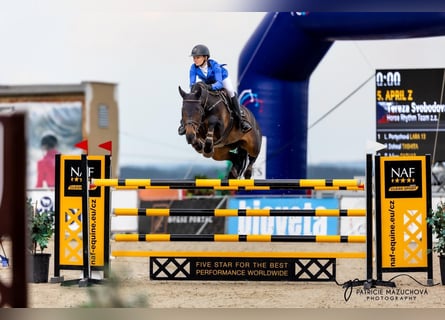 Warmblood checo, Yegua, 13 años, 172 cm, Castaño oscuro