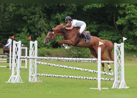 Warmblood checo, Yegua, 16 años, 170 cm, Alazán-tostado