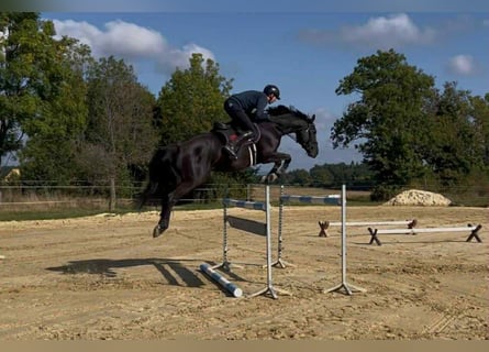 Warmblood checo, Yegua, 5 años, 166 cm, Castaño