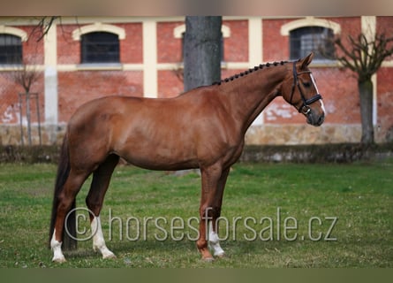 Warmblood checo, Yegua, 5 años, 169 cm, Alazán