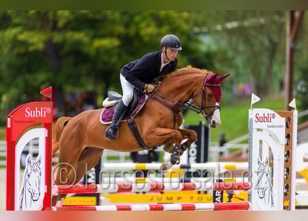 Warmblood checo, Yegua, 6 años, 163 cm, Alazán