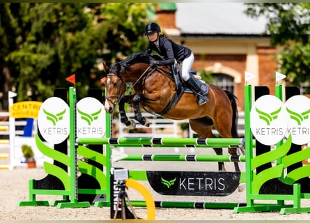 Warmblood checo, Yegua, 6 años, 163 cm, Castaño