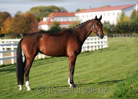 Warmblood checo, Yegua, 6 años, 171 cm, Castaño