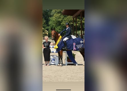 Warmblood checo, Yegua, 7 años, 170 cm, Castaño