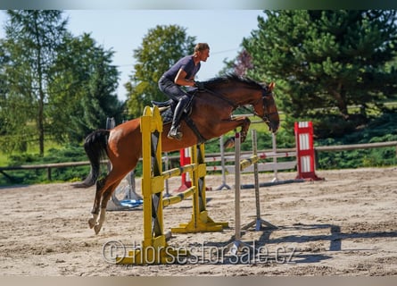 Warmblood checo, Yegua, 7 años, 171 cm, Castaño