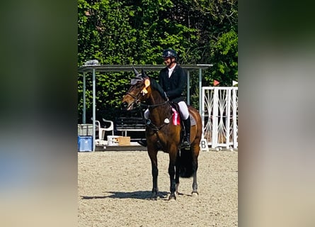 Warmblood checo, Yegua, 8 años, 163 cm, Castaño