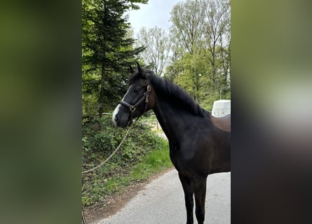 Warmblood checo, Yegua, 8 años