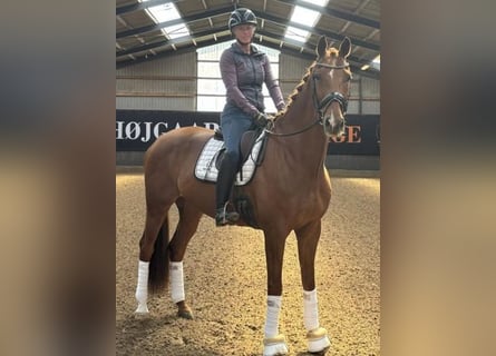 Warmblood danés, Caballo castrado, 10 años, 170 cm, Alazán-tostado