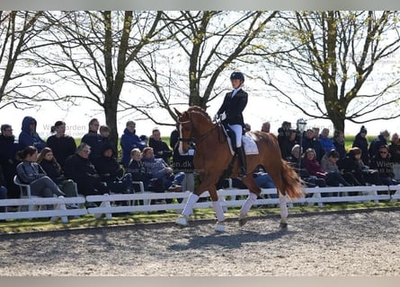 Warmblood danés, Caballo castrado, 10 años, 178 cm, Alazán