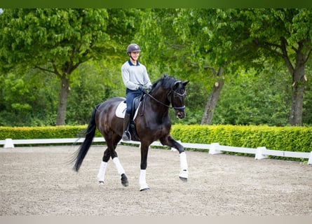 Warmblood danés, Caballo castrado, 10 años, 180 cm, Negro