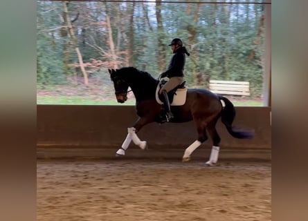 Warmblood danés, Caballo castrado, 16 años, 172 cm, Castaño