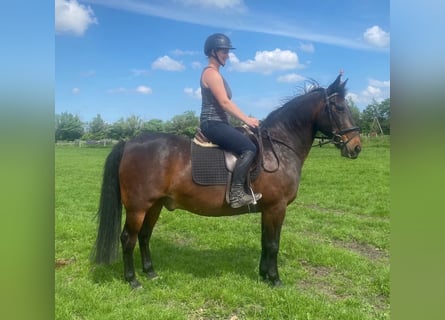 Warmblood danés, Caballo castrado, 18 años, 154 cm, Castaño