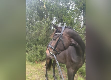 Warmblood danés, Caballo castrado, 3 años, 170 cm, Castaño