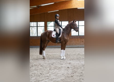 Warmblood danés, Caballo castrado, 4 años, 167 cm, Alazán