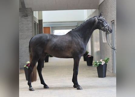 Warmblood danés, Caballo castrado, 4 años, 170 cm, Porcelana