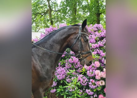 Warmblood danés, Caballo castrado, 5 años, 170 cm, Morcillo