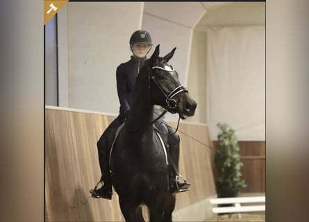 Warmblood danés, Caballo castrado, 5 años, 171 cm, Castaño