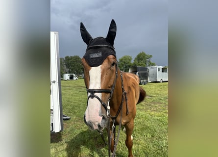 Warmblood danés, Caballo castrado, 7 años, 179 cm, Alazán-tostado