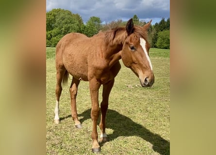 Warmblood danés, Semental, 1 año, Alazán-tostado