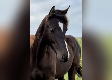 Warmblood danés, Semental, 1 año, Negro