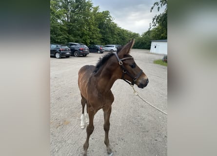 Warmblood danés, Semental, 2 años, 170 cm, Castaño oscuro