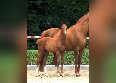 Warmblood danés, Semental, Potro (01/2025), 170 cm, Alazán-tostado