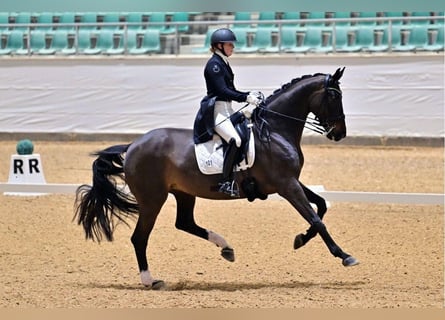Warmblood danés, Yegua, 10 años, 177 cm, Castaño oscuro