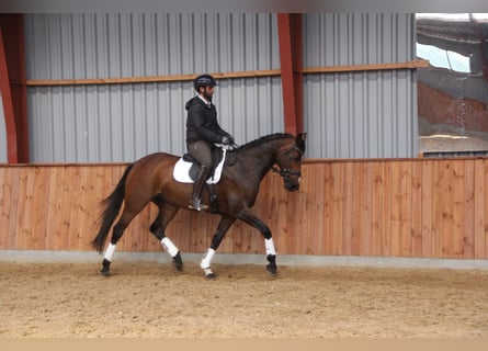 Warmblood danés, Yegua, 11 años, 168 cm, Castaño