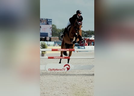 Warmblood danés, Yegua, 11 años, 173 cm, Castaño