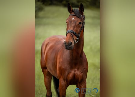 Warmblood danés, Yegua, 11 años, 177 cm, Castaño
