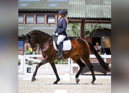 Warmblood danés, Yegua, 16 años, 172 cm, Castaño oscuro