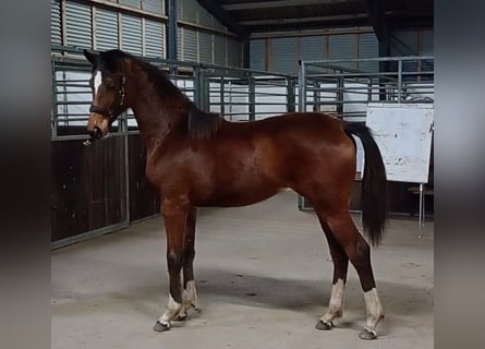 Warmblood danés, Yegua, 1 año, 168 cm, Castaño