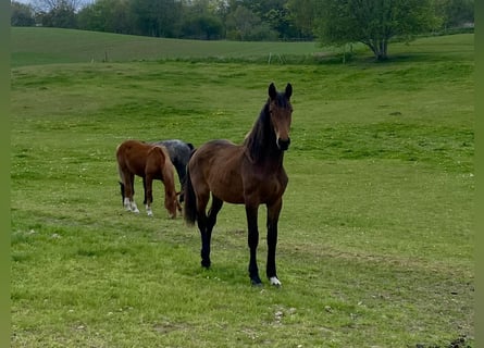 Warmblood danés, Yegua, 1 año, 170 cm, Castaño