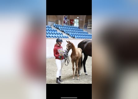 Warmblood danés, Yegua, 2 años, 159 cm, Alazán-tostado