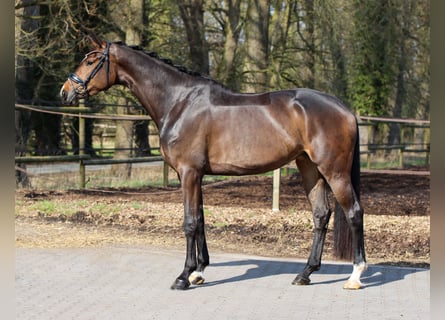 Warmblood danés, Yegua, 4 años, 174 cm, Castaño oscuro