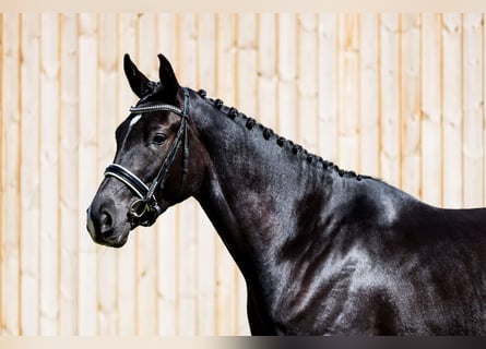 Warmblood danés, Yegua, 4 años, 175 cm, Negro