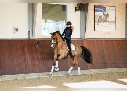 Warmblood danés, Yegua, 5 años, 167 cm, Castaño