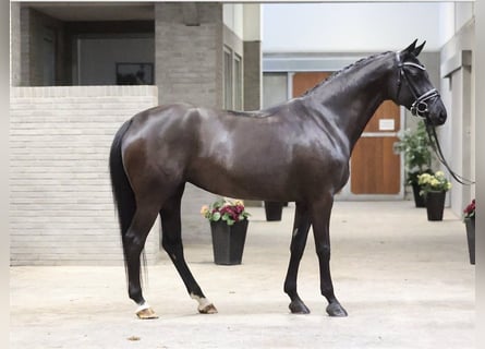 Warmblood danés, Yegua, 5 años, 168 cm, Negro