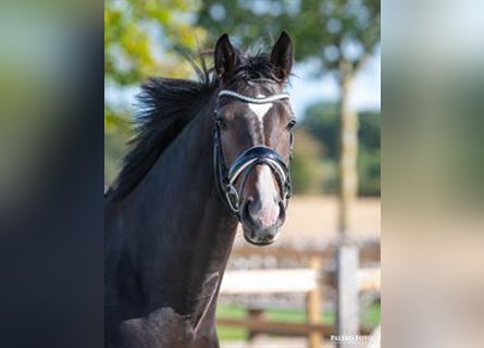 Warmblood danés, Yegua, 6 años, 168 cm, Castaño oscuro